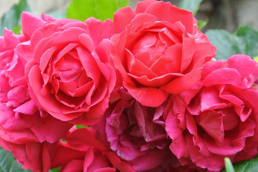 Domaine La Rose Bed & Breakfast Caylus Стая снимка