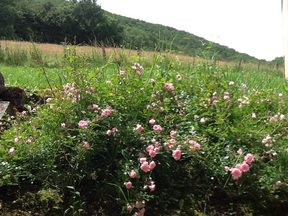 Domaine La Rose Bed & Breakfast Caylus Екстериор снимка